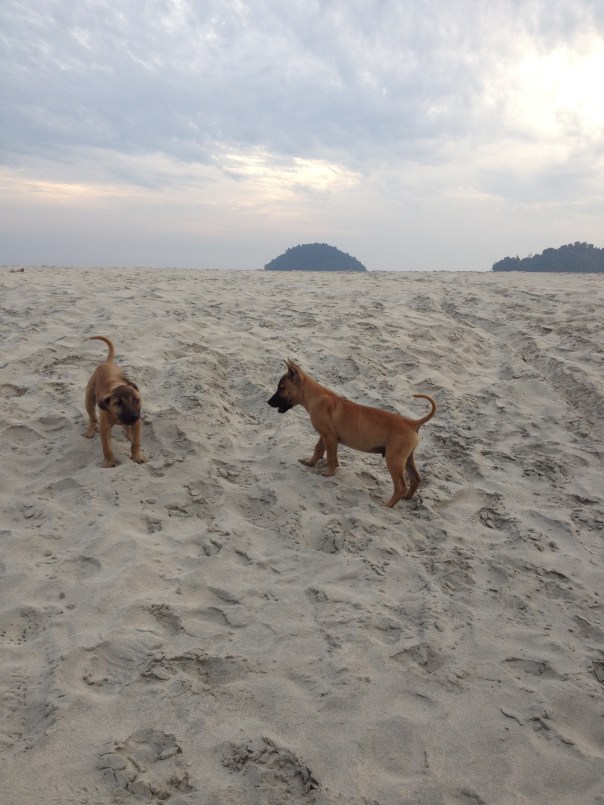 Walkies on the beach