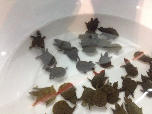 Baby Terrapins
