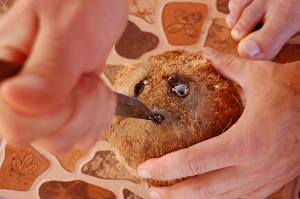 Breaking open a fallen coconut. Getting the husk off is a mission!